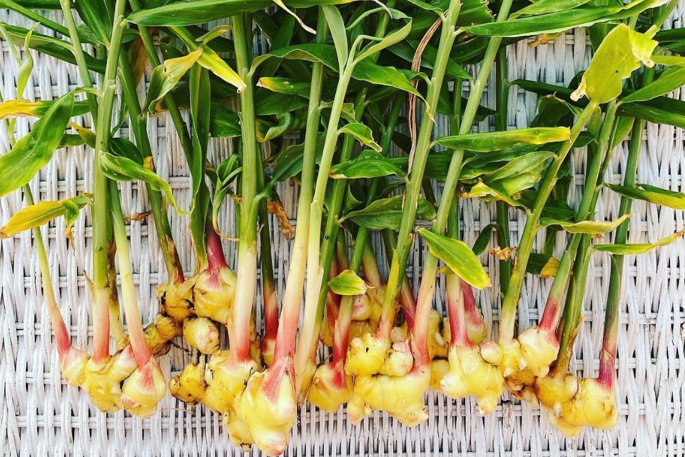 Ginger plant
