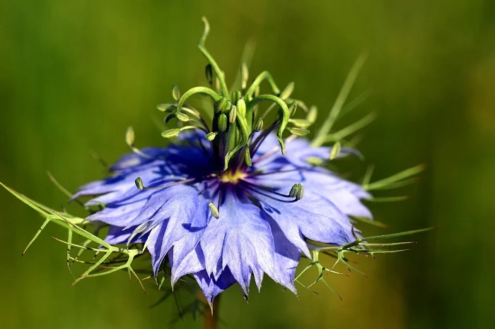 Cumin