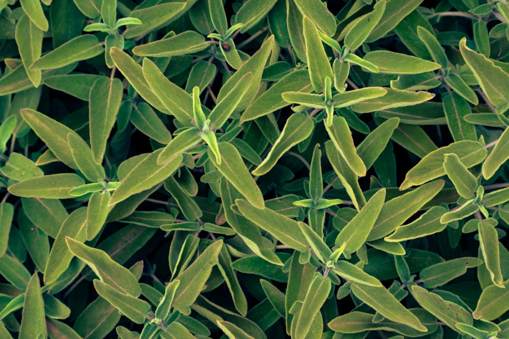 Green Sage Leaves
