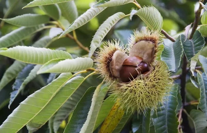 Chestnut