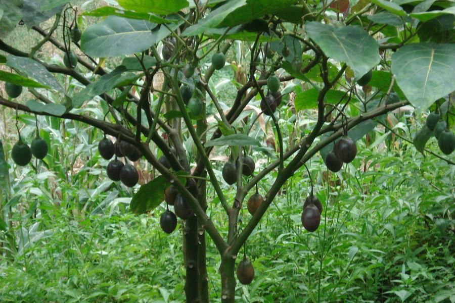 Brazil Nut tree