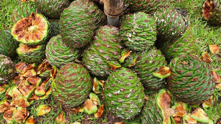 Pine nuts