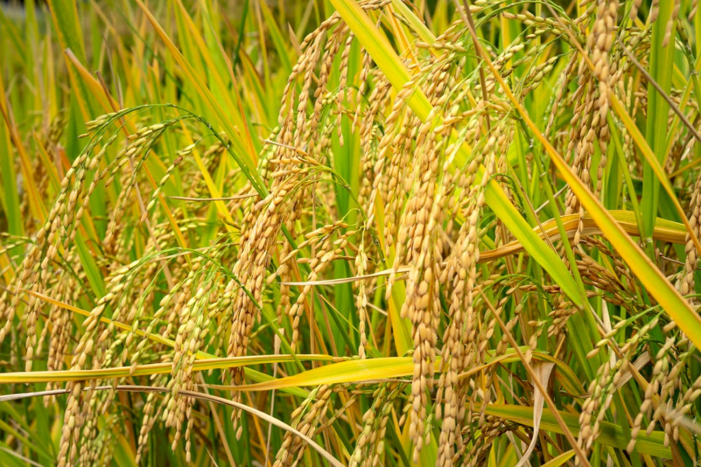 Wild Rice