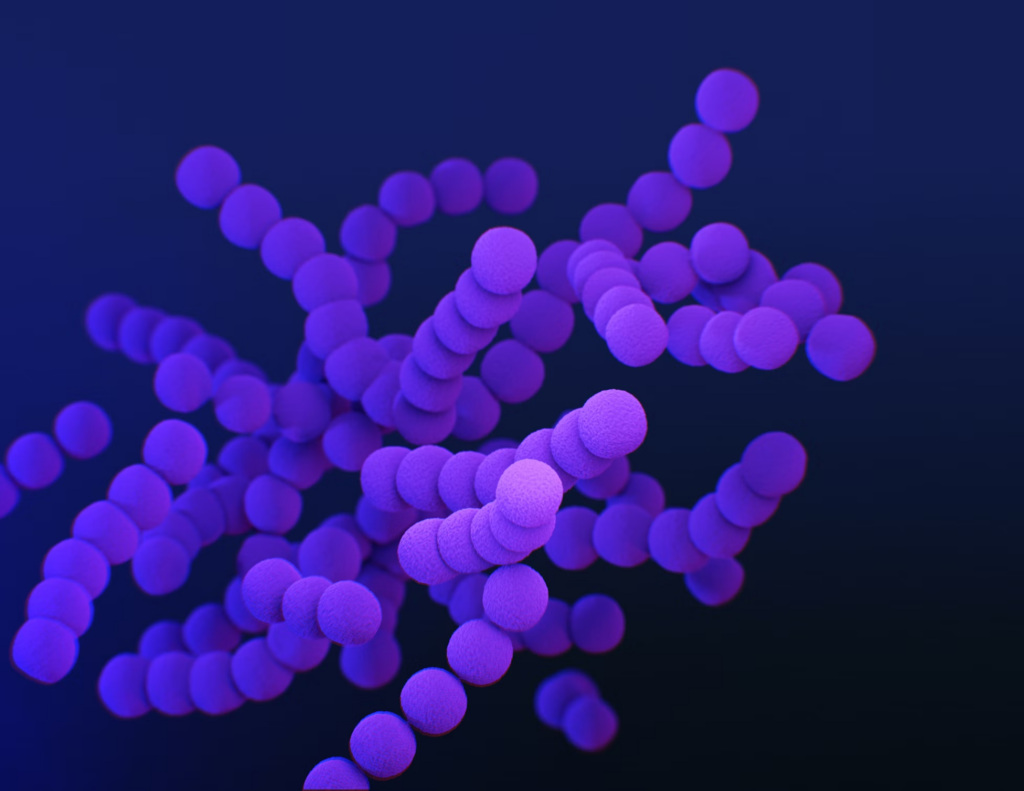 Bacteria
