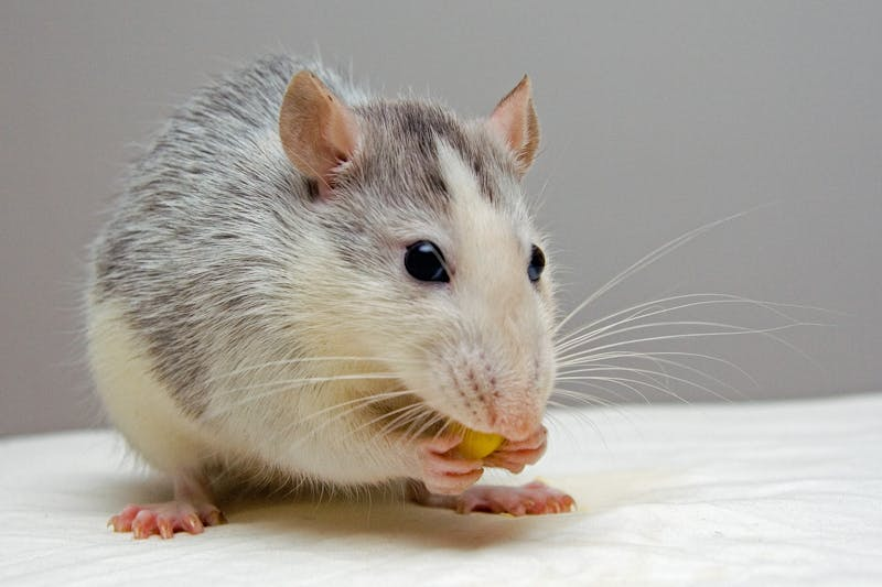 mouse eating a nut