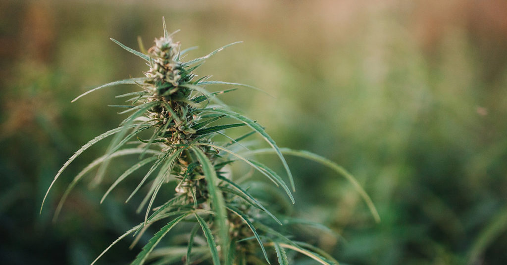Bees Absolutely Love Cannabis and It Could Help Restore Their Populations