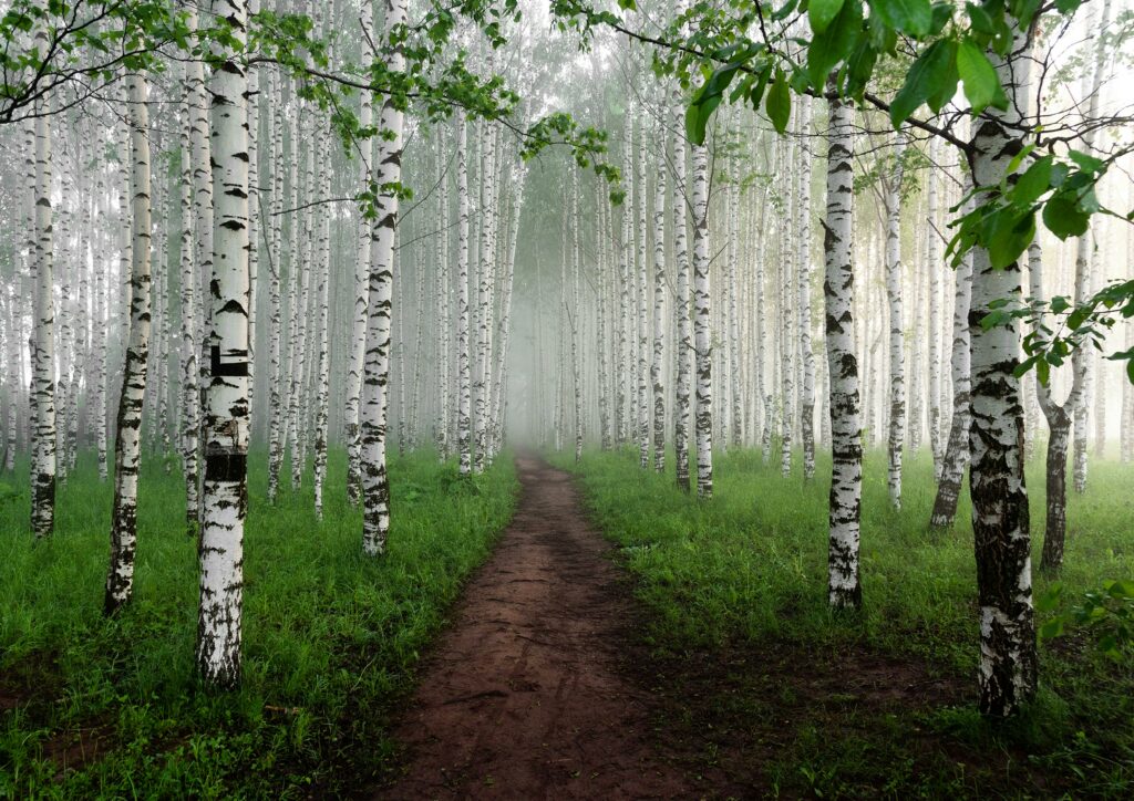 Birch