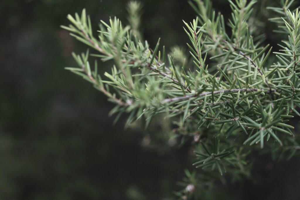 Juniper
