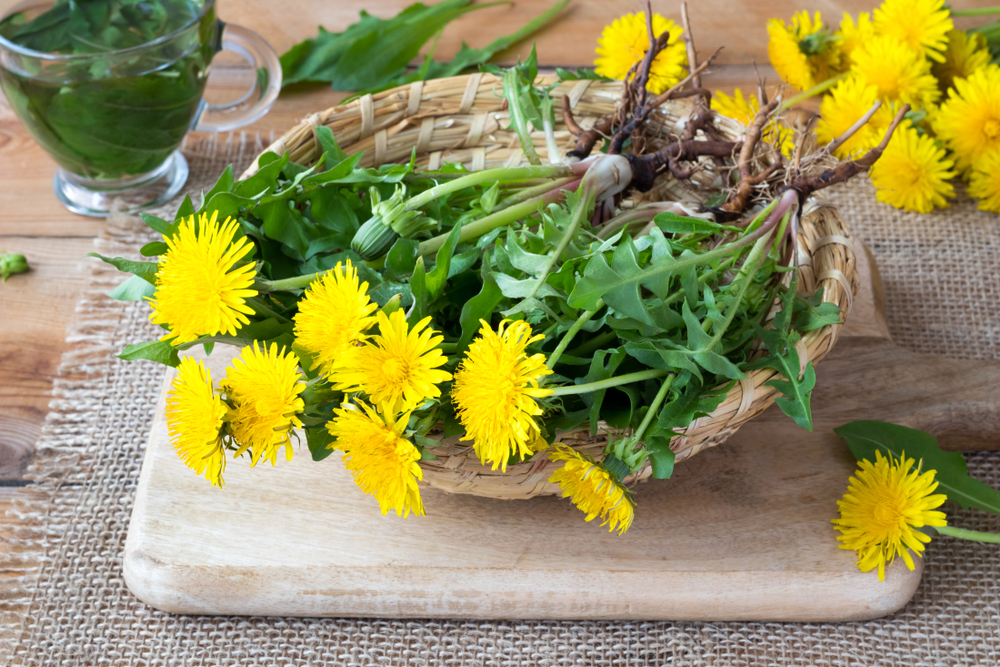 Whole dandelion plants with roots in a wicker basket