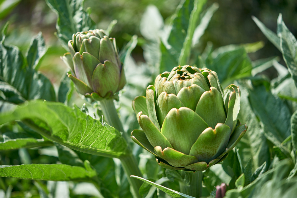 Fresh artichokes in garden, Vegetables for a healthy diet. Horticulture artichokes, close up shot of green artichokes growing in garden.
