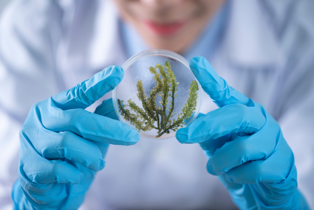 biofuel laboratory with algae, research experiments, educational demonstrations in medical and clinical laboratories