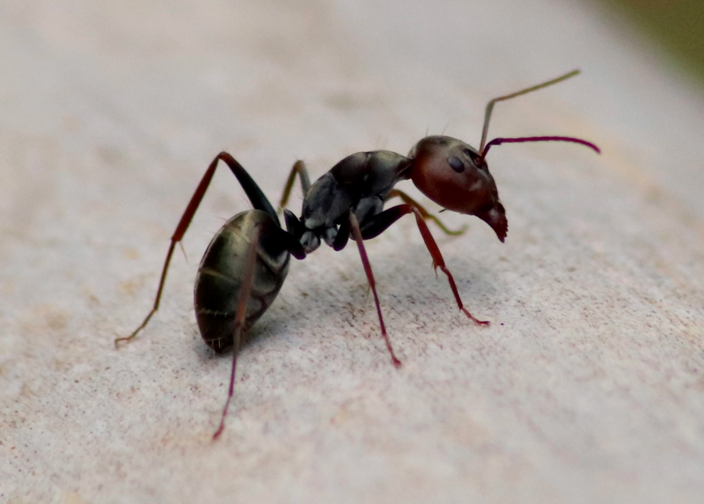 Black garden ant or common black ant on wood looking towards us