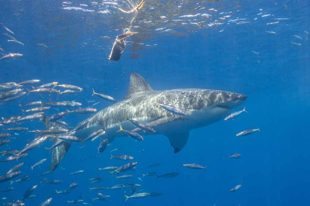 Great White Shark in Mexico