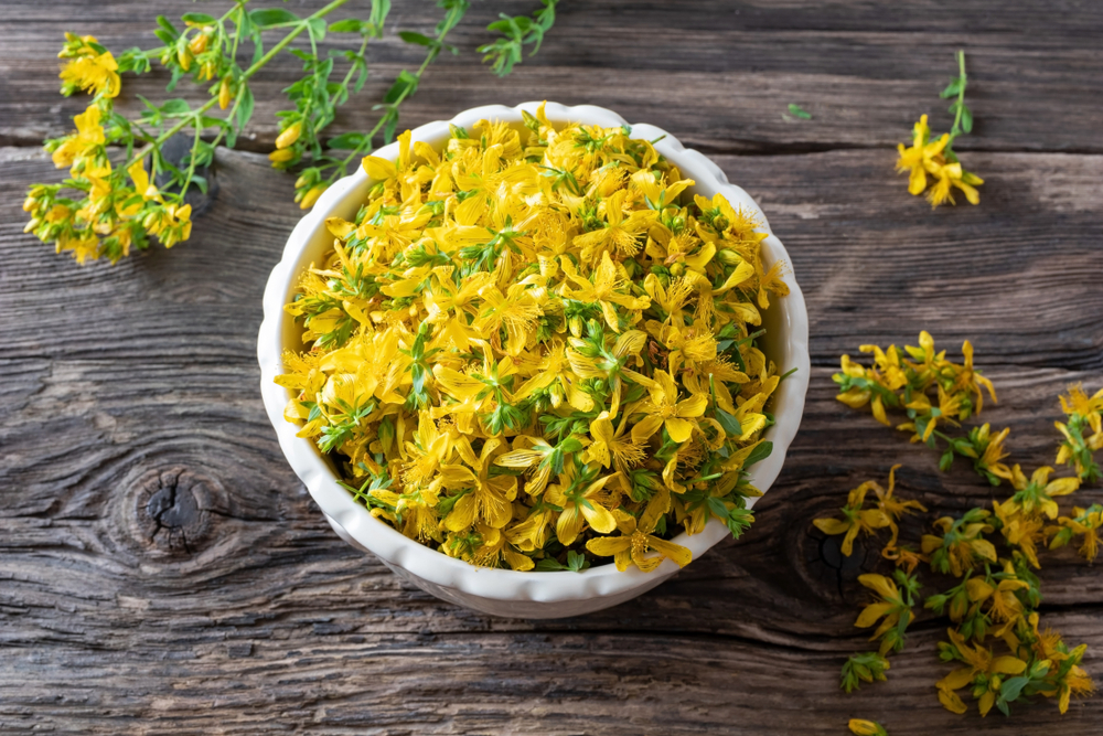Fresh St. John's wort flowers in a bowl, top view