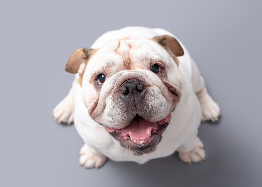 British Bulldog Puppy looking up isolated against a grey background