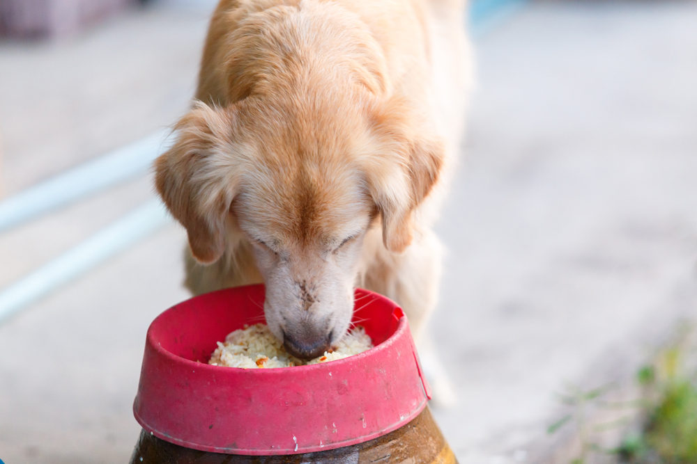 Golden retriever eat human food but not good health and dirty.