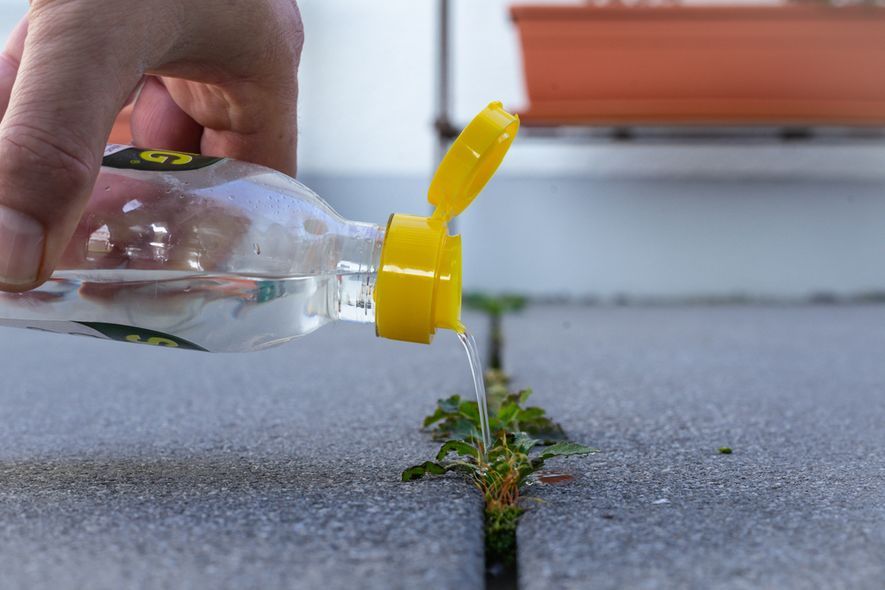 Man pouring vinegar essence over weed growing between concrete floor tiles as a means of a biological weed killer
