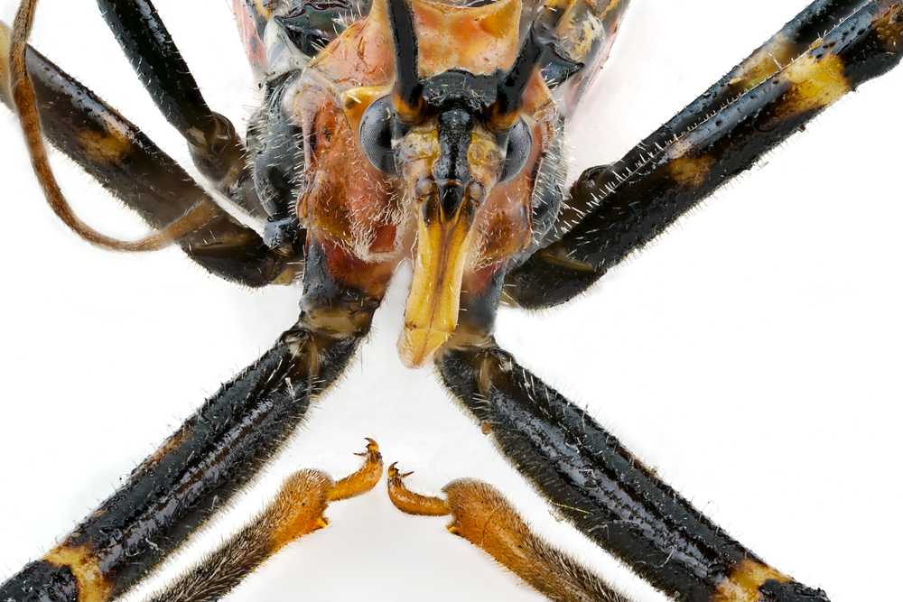 Extreme macro closeup of the face of an Orange Assassin Bug Nymph showing it's pointed fang, isolated on a white background