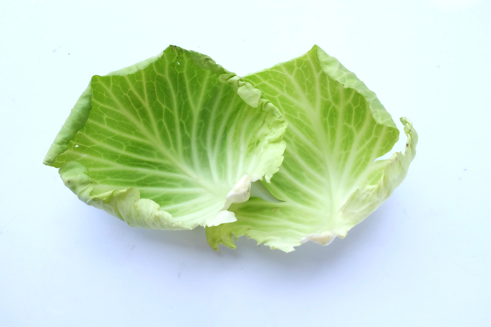 Fresh and Yummy Green cabbage leaves isolated on white background