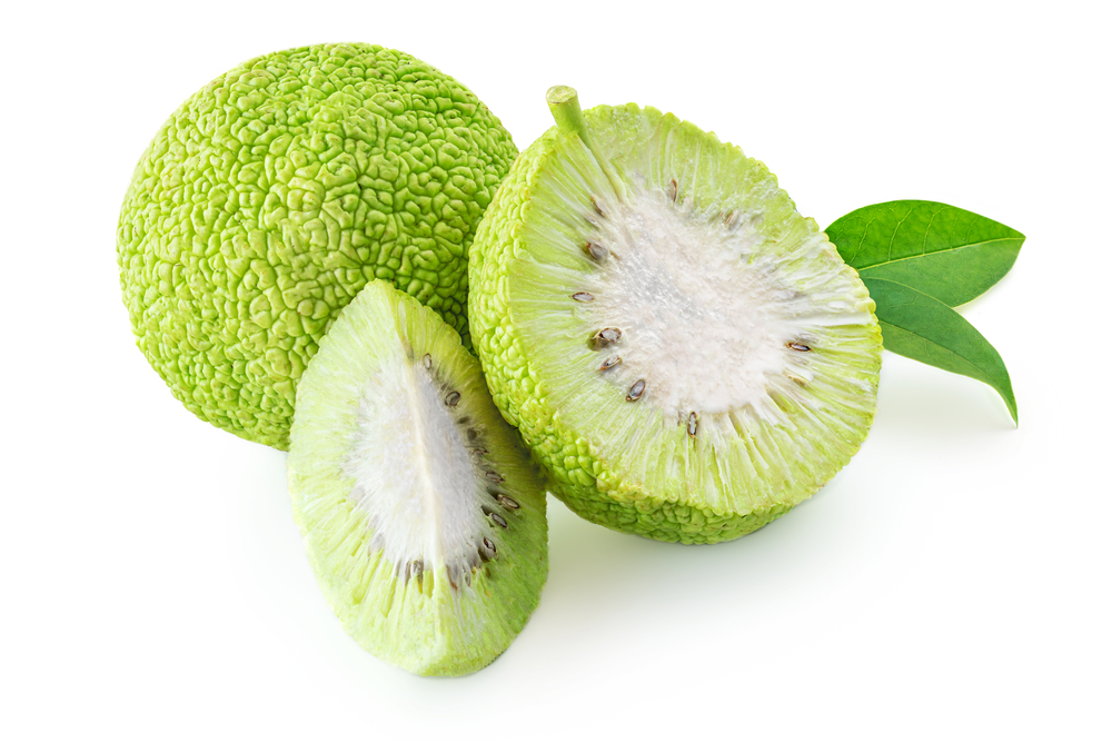 Osage Oranges (Maclura) Isolated on White Background. Hedge Apple close up