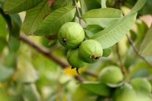 Guava fruit and leaves on tree branch