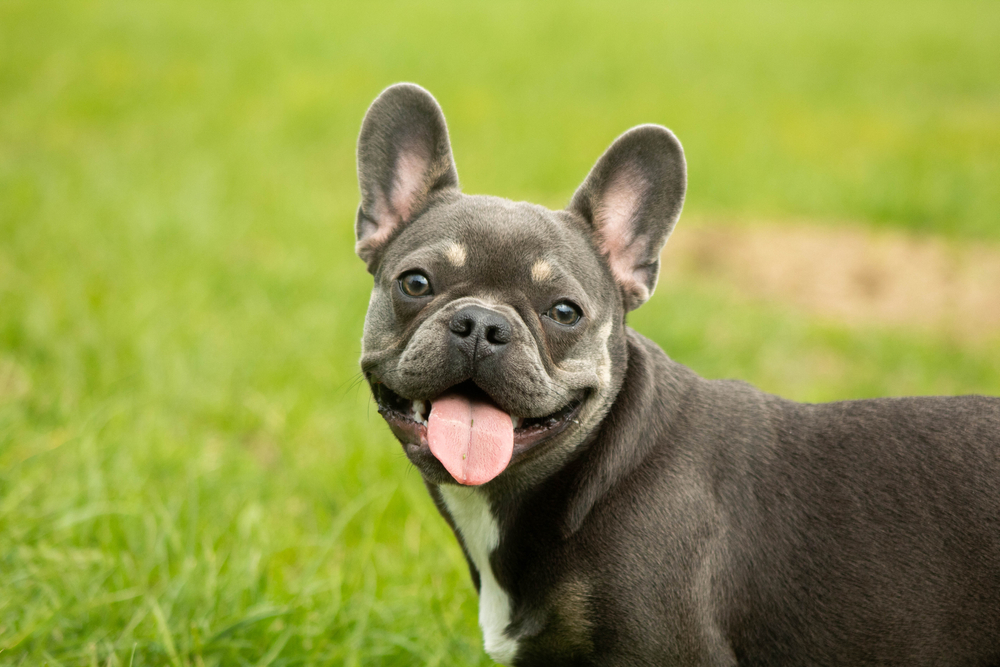 Cute little happy doggies love