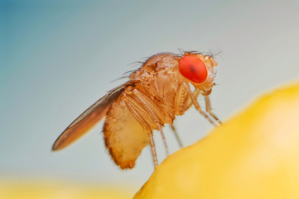 Fruit fly or vinegar fly (Drosophila melanogaster) on banana fruit surface.