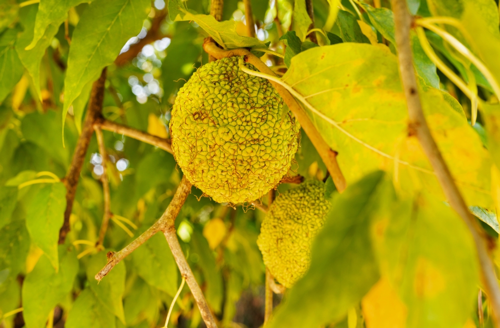 Bright fruits of osage orange tree , maclura pomifera or horse apple or hedge apple ,roughly spherical yellow fruits