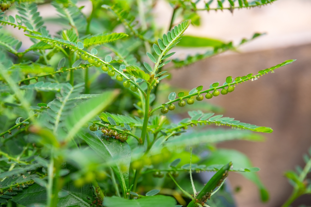 Phyllanthus Amarus Schumach is a Thai herb plant and another name is Egg woman, Tamalaki, Hazardana, Stonebreaker, Seed-under-leaf