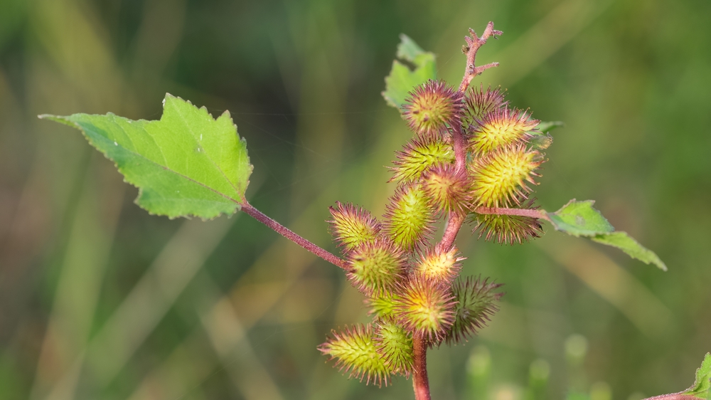 photos of thorny plants that grow spontaneously in nature.