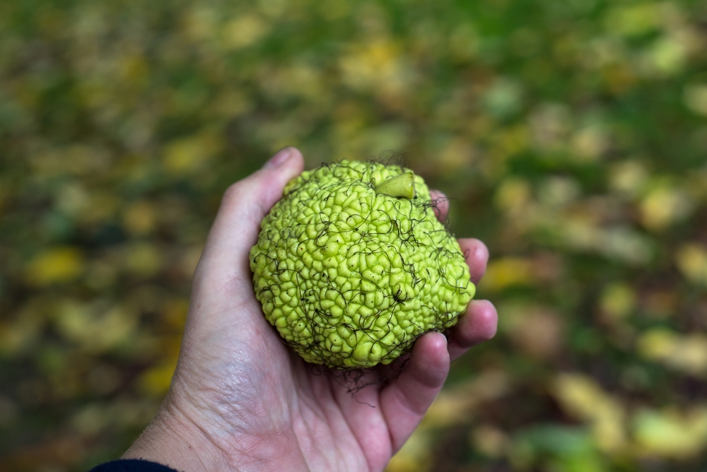 Closeup of green hedge apple fruit in hand in a public garden