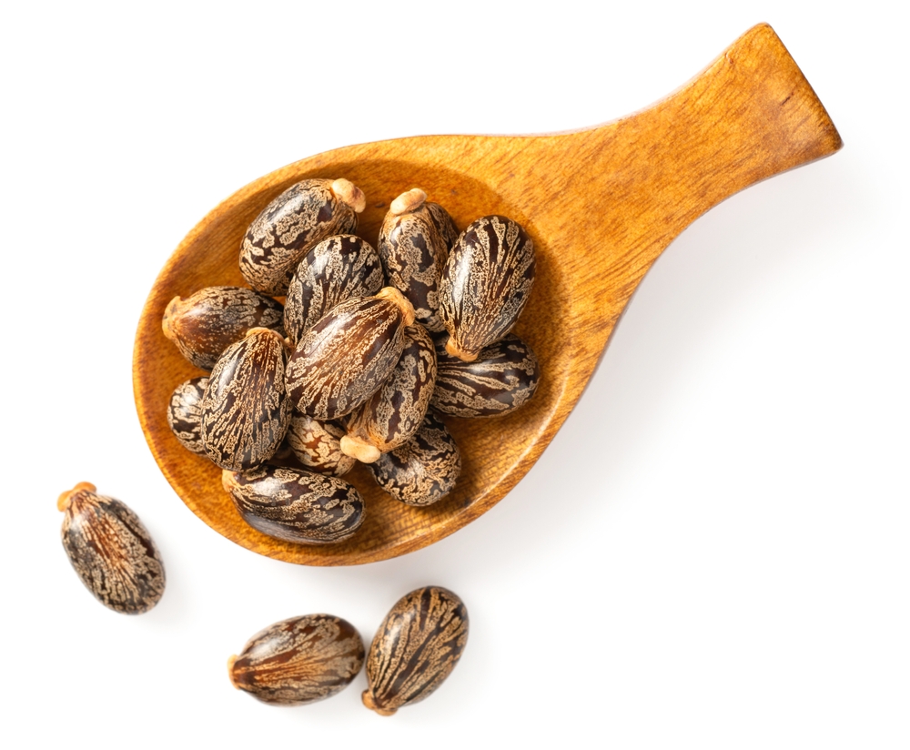 Castor beans in the wooden spoon, isolated on white background, top view