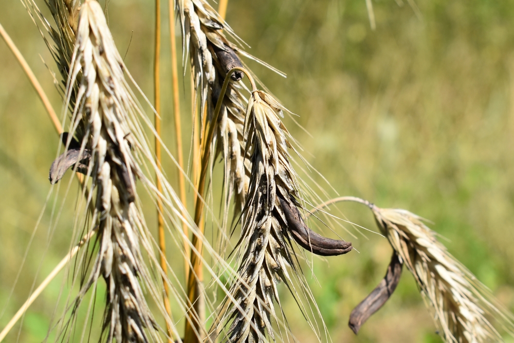 Infected rye with ergot fungus (Claviceps purpurea) in the field, close-up

