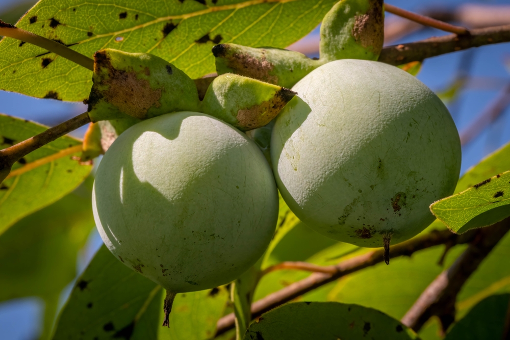 A healthy pair of unripe American Persimmons (Diospyros virginiana) in late summer. Raleigh, North Carolina.