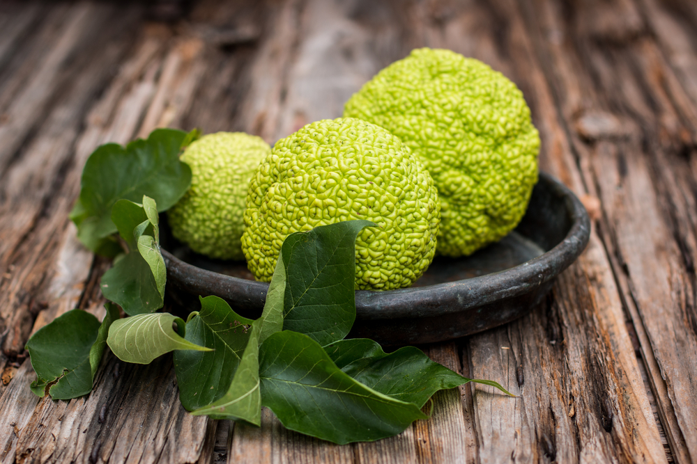 Osage orange o maclura pomifera