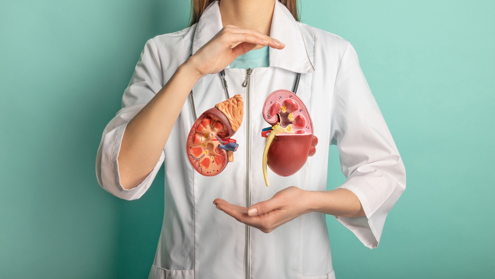 Female doctor with a stethoscope is holding mockup human kidney . Help and care concept