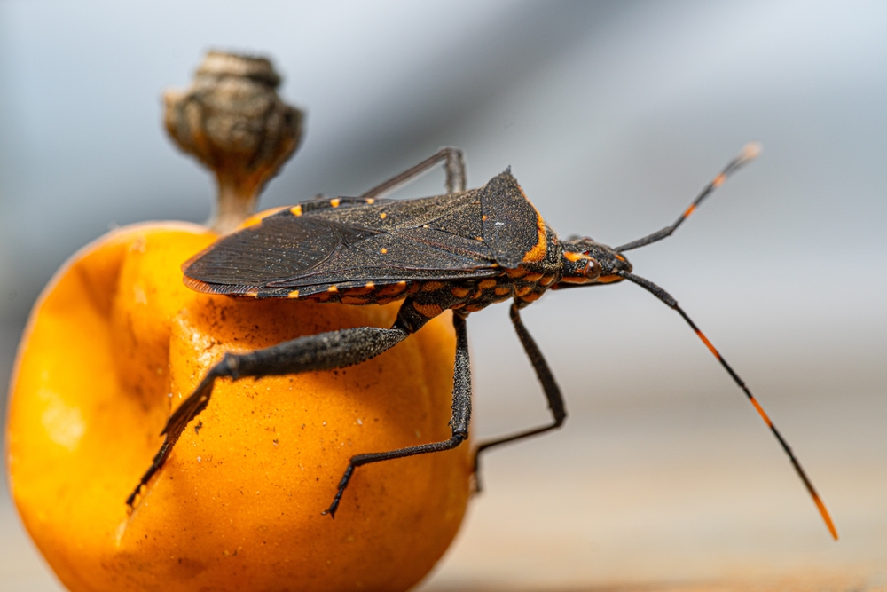 A kissing bug, often known in Latin America as vinchuca, spreads Chagas disease. You can have it and not even know it.