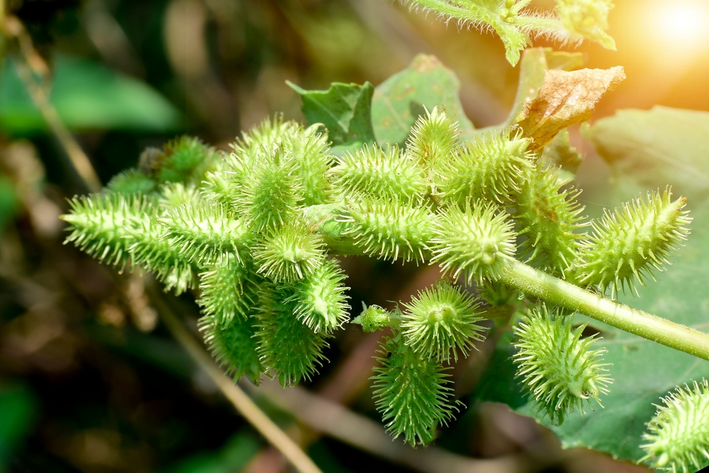 Cockle bur plant,shallow depth of field