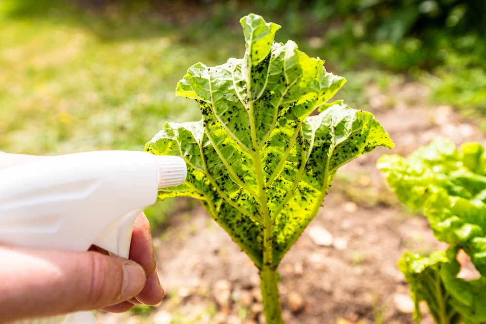 Woman hand using spray on rhubarb plant with infected by many black aphids. Using no pesticide, made with water, green soap and vinegar.