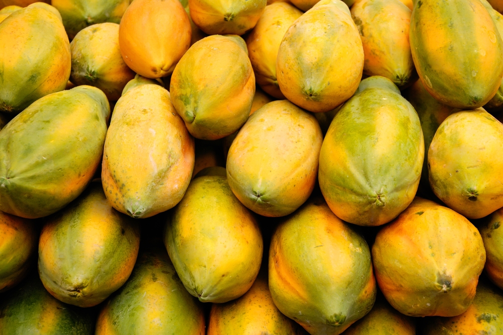 Heap of papaya fruit, stacked of papaya background 