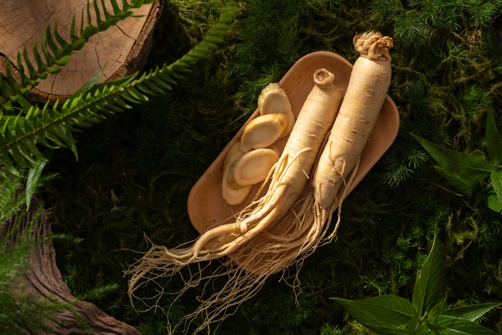 Ginseng roots and slices on rectangle wooden plate on natural background with green moss, leaves and twig. Background with copy space for advertising product
