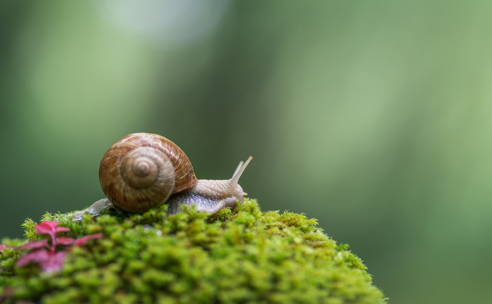 Snail crawling on the green moss with blurred background, shallow depth of field
