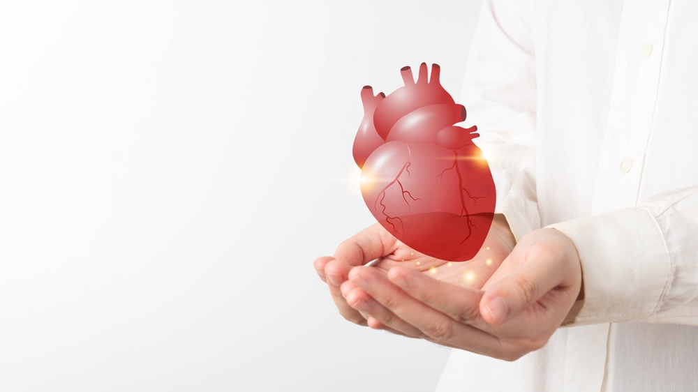 World heart day. Doctor hands holding healthy heart organ anatomy. Heart disease awarness, heart transplant or organ donation concept. Cardiological checkup and treatment.