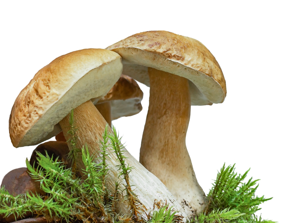 White mushrooms edible close-up isolated on white background. Natural background with copy space
