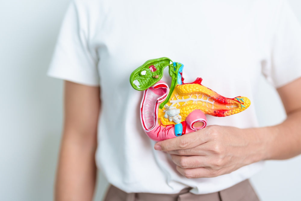 Woman holding human Pancreatitis anatomy model with Pancreas, Gallbladder, Bile Duct, Duodenum, Small intestine. Pancreatic cancer, Acute and Chronic pancreatitis,  Digestive system and Health concept