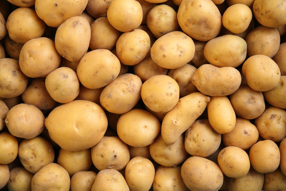 Top down view of many organic, freshly dug potatoes. Agricultural background texture