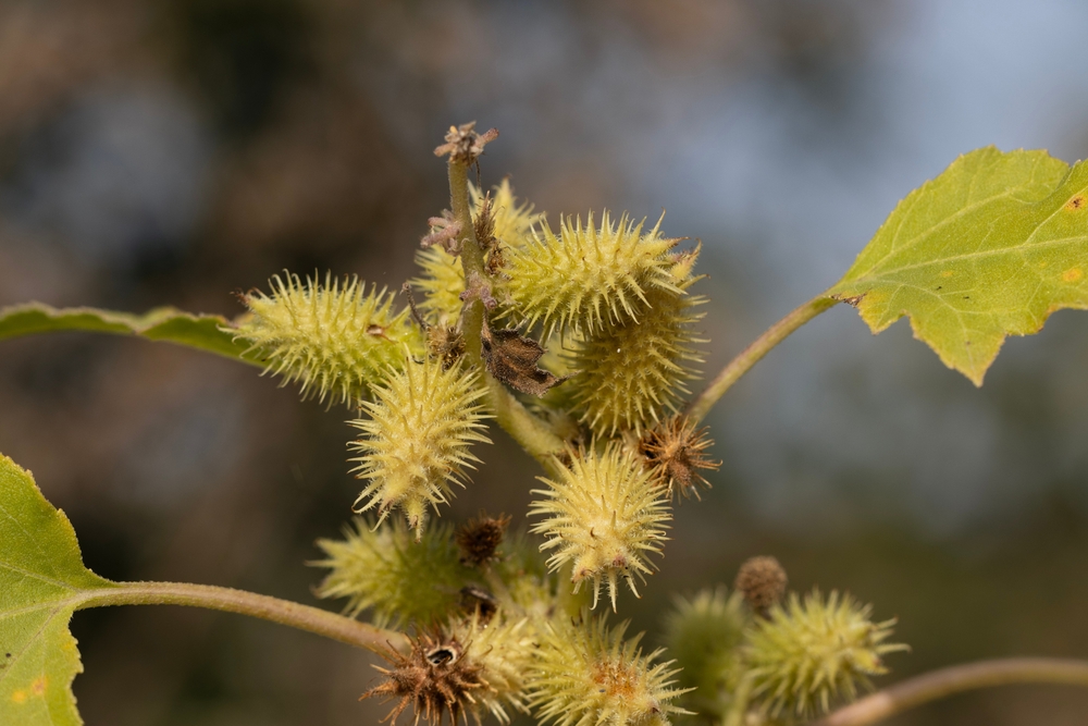 Xanthium strumarium, also known as common cocklebur, is a coarse, erect, branching annual herb. It has triangular-ovate to broadly ovate leaves with irregularly toothed or lobed margins.