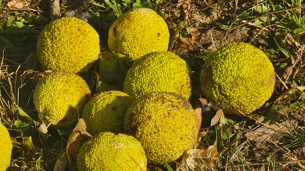 osage orange horse hedge apples