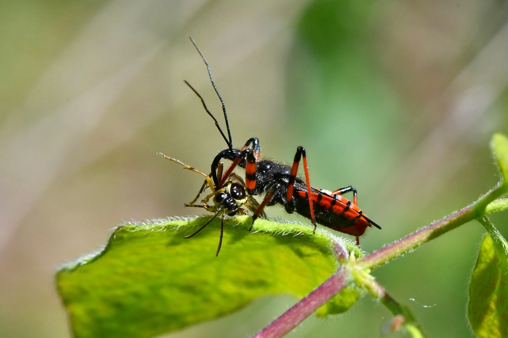 Assassin bug (thread-legged bug) scientific name rhynochoris iracundus, taken in Geneva, CH.