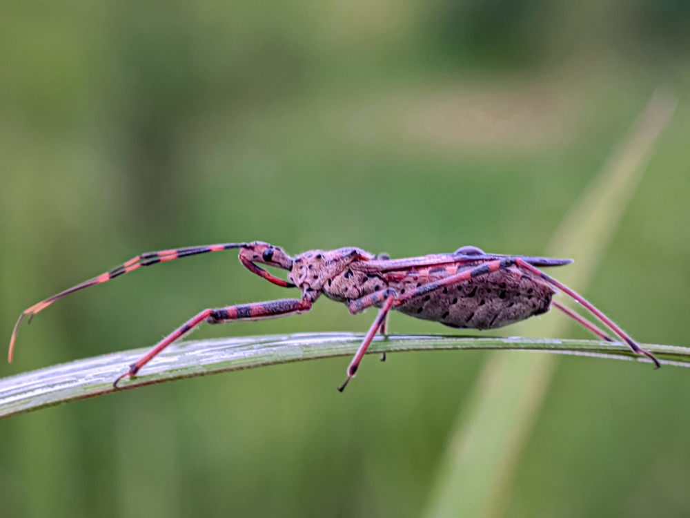 Assassin bugs (family Reduviidae) are predatory insects that are of great benefit to gardeners.